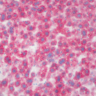 油紅O染色實驗服務(wù)